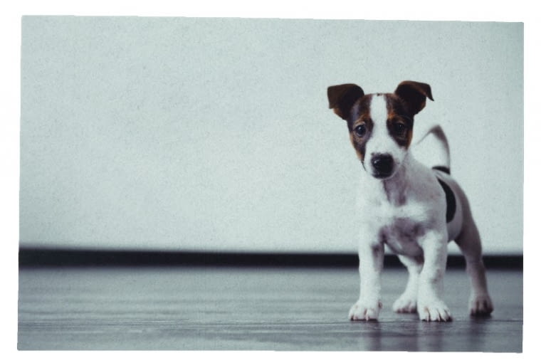 FLUEBLOM, poliester, 40 x 60 cm, 39,95?zł?Jysk