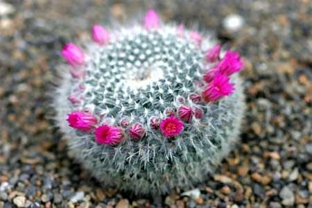 Mammillaria sp.