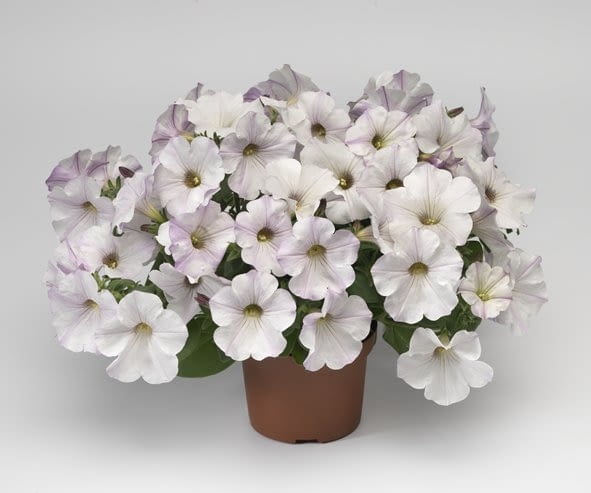 Petunia 'White Vein' z serii Sanguna Petunia 'White Vein' z serii Sanguna