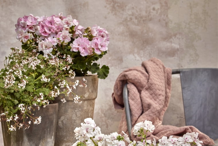 Pelargonia w donicy Pelargonia w donicy