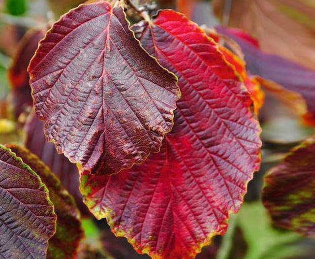 Oczar pośredni 'Diane' Hamamelis interm.'Diane', Winterbourne House & Garden - Birmingham