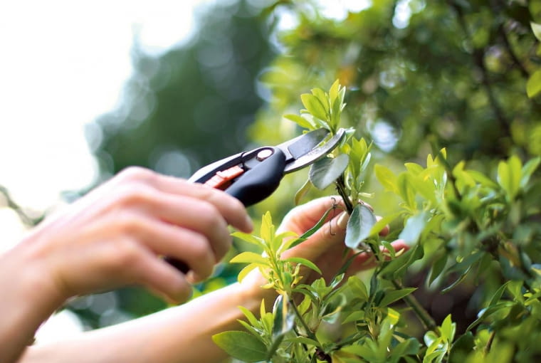 Krzewy ozdobne. Niektóre gatunki krzewów, takie jak forsycja, tawuła wczesna i pigwowiec, już przekwitły. Jeśli zależy nam na dużym zagęszczeniu roślin, uszczykujemy (skracamy końcówki) również najmłodszym przyrostom (2).