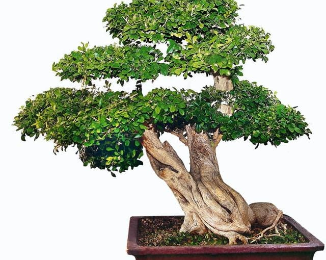 Murraja BONSAI MURRAJA WIEK 150 LAT