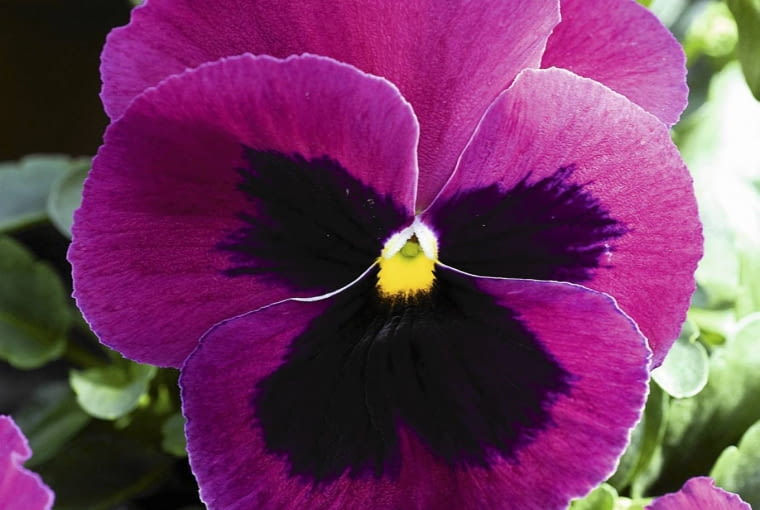 Bratek 'Matrix Rose Blotch' Bratek 'Matrix Rose Blotch' , Viola Matrix Rose Blotch