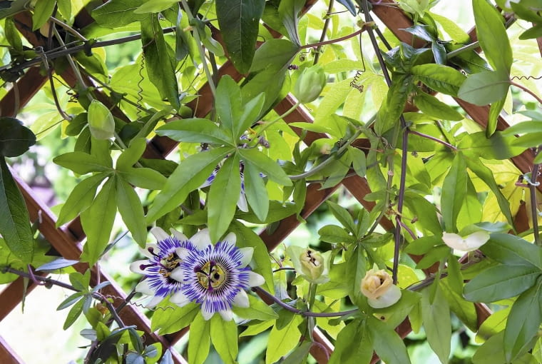 Męczennica błękitna (Passiflora caerulea) Męczennica błękitna (Passiflora caerulea)