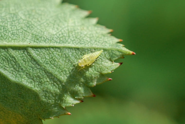 KONICA MINOLTA DIGITAL CAMERA8BIM%K|8BIM:printOutputPstSboolInteenumInteClrmprintSixteenBitboolprinterNameTEXTWSPRINT-WS178printProofSetupObjcUstawienie prbyproofSetupBltnenumbuiltinProofproofCMYK8BIM;