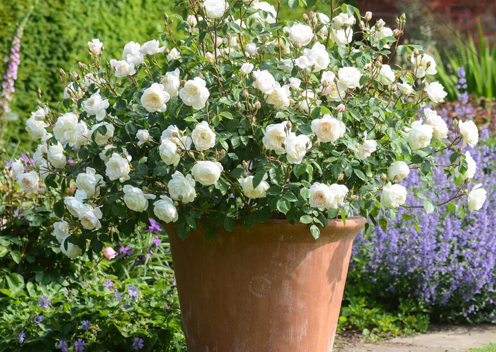 Róża ‘Desdemona®’. Róża angielska, jedna z popularniejszych odmian Davida Austina, ponieważ jest jedną z niewielu białych róż angielskich. Bardzo obficie kwitnie, a jej kwiaty intensywnie pachną. Dorasta do około 110cm wysokości, rozkrzewiając się na szerokość około 75cm. Obrasta w ciemnozielone, błyszczące liście, które pięknie kontrastują z białymi kwiatami. Róża ‘Desdemona®’. Róża angielska, jedna z popularniejszych odmian Davida Austina, ponieważ jest jedną z niewielu białych róż angielskich. Bardzo obficie kwitnie, a jej kwiaty intensywnie pachną. Dorasta do około 110cm wysokości, rozkrzewiając się na szerokość około 75cm. Obrasta w ciemnozielone, błyszczące liście, które pięknie kontrastują z białymi kwiatami.