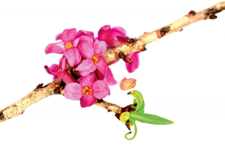 Wawrzynek. Osoba, która z zasady nie lubi ryzyka. Pozostawiona sama sobie natychmiast chwyta za telefon, żeby oznajmić światu - tu jestem, pamiętajcie o mnie! Z natury życzliwa ludziom, lubi organizować towarzyskie spotkania. Ma wtedy szansę zaprezentować swoje wszystkie talenty, nie tylko kulinarne. Potrafi ciekawie opowiadać i nieźle fotografuje. Zapominając o wrodzonej ostrożności, 'wawrzynek' co chwila popada w najrozmaitsze, w tym sercowe tarapaty.