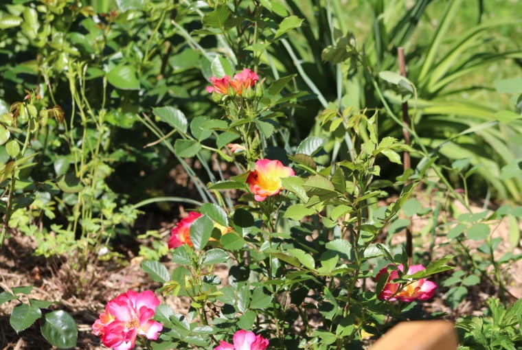 Róża 'Summer of Love' Róża 'Summer of Love'