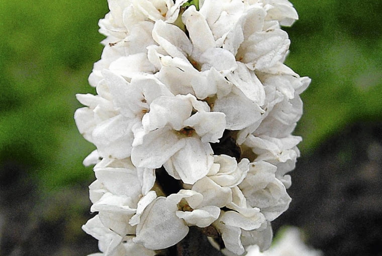 wawrzynek WAWRZYNEK WILCZELYKO ' ALBA PLENA ' ( DAPHNE MEZEREUM ) - KRZEW LISCIASTY , KWIATY BIALE , ROSLINA TRUJACA FOT. PIOTR LATOCHA PUBLIKACJA OGRODY NR 2 (154) - 2 2012 SLOWA KLUCZOWE: ROSLINA KRZEW KWIAT ZDJĘCIE DO WKŁADKI: PUBLIKACJA OGRODY NR 2 (154) - CZASOPISMA