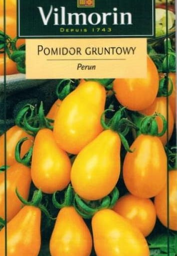 Pomidor koktajlowy 'Perun' Pomidor koktajlowy 'Perun'