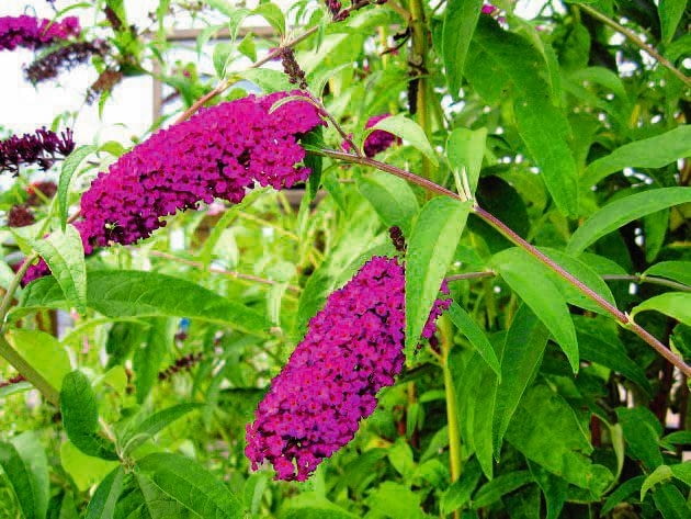 'Royal Red' 'Royal Red'