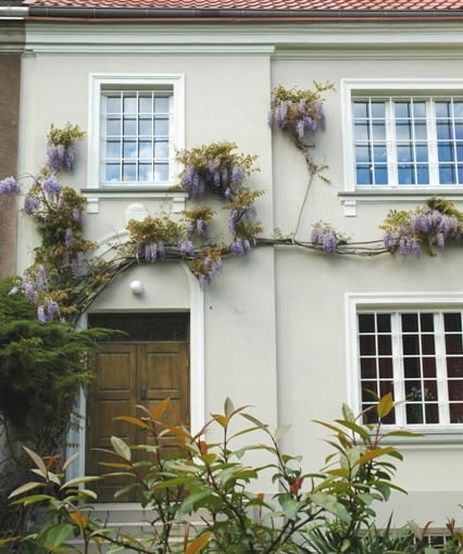 Wisteria sinensis 'Prolific'. Glicynia