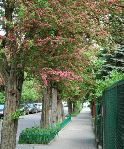 Głóg pośredni 'Paul's Scarlet'