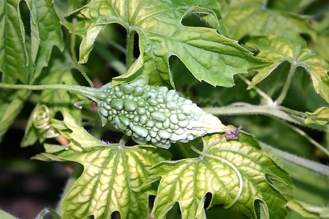 Goya (Momordica charantia) Goya (Momordica charantia)