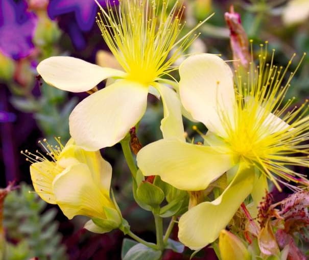 Dziurawiec olimpijski 'Citrinum' to odmiana bylinowa o wyjątkowo jasnej barwie kwiatów