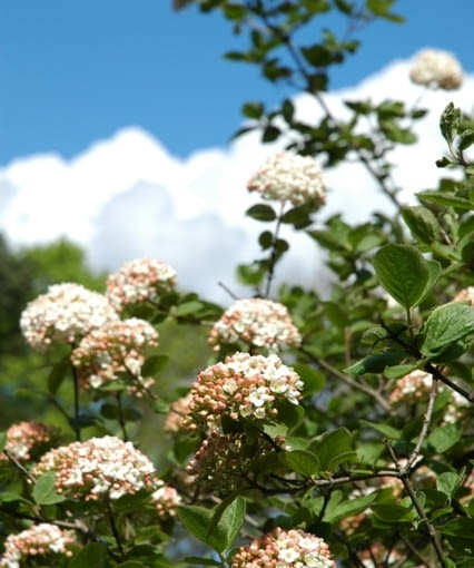 Kalina angielska (Viburnum ×carlcephalum). Kalina angielska (Viburnum ×carlcephalum).