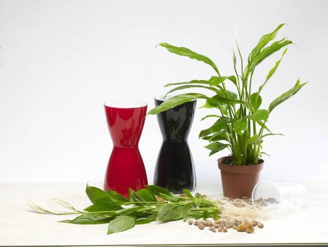 10.03.2008 WARSZAWA SESJA KWATY WE WNETRZU NZ ROSLINY KWIATY SKRZYDLOKWIAT UPRAWA HYDROPONICZNA STYLIZACJA ANETA KOSIBA DLA CZASOPISMA CZTERY KATY FOT. ARKADIUSZ SCICHOCKI / AGENCJA GAZETA PUBLIKACJA CZTERY KATY NR 5 (199) - 5 2008