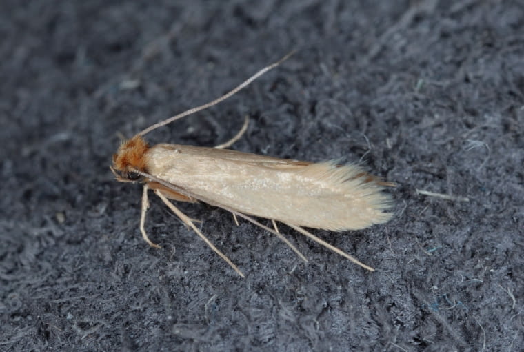 Mól ubraniowy Mól ubraniowy