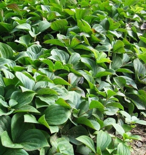 Dereń kanadyjski Dereń kanadyjski