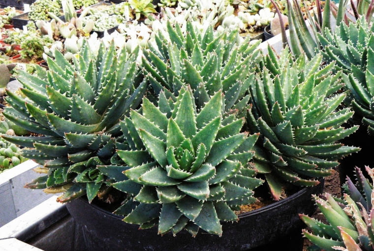Delikatne 'uzębienie'. Aloes brevifolia ma krótkie liście zakończone białymi wypustkami przypominającymi zęby. Ale bez obaw - są miękkie, nie grozi nam więc skaleczenie. aloes, rośliny doniczkowe