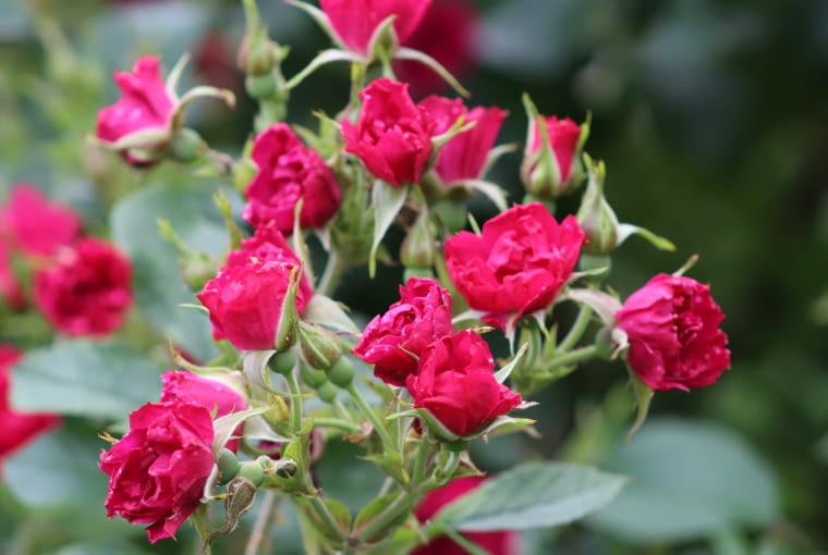 Róża goździkowa ‘Grootendorst Supreme’ Róża goździkowa ‘Grootendorst Supreme’