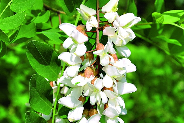 Robert Biedermann shutterstock Robert Biedermann shutterstock