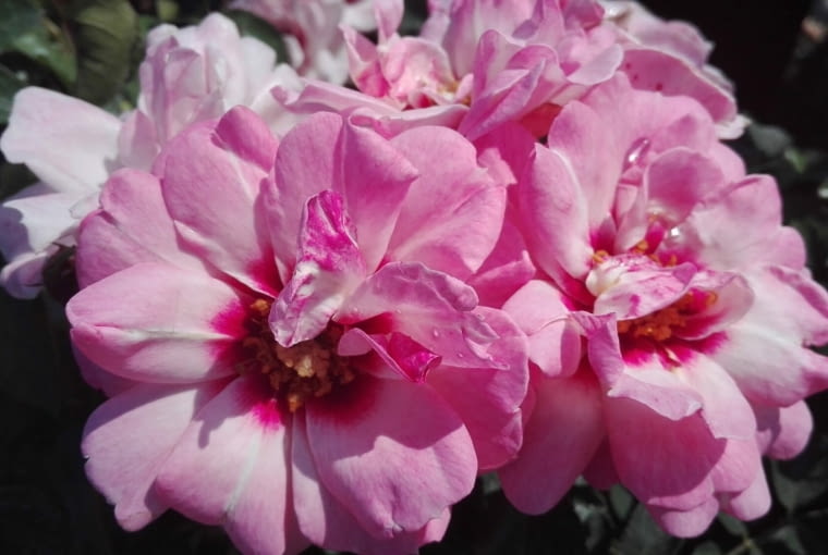 róża ‘Angel Eyes’ róża ‘Angel Eyes’