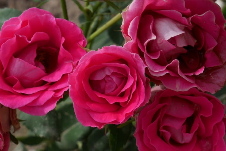 Róża 'Czesław Miłosz' Róża 'Czesław Miłosz'