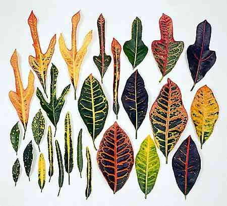 Nie ma drugiej rośliny o tak różnorodnych kształtach i barwach liści jak kroton. Są one mięsiste, skórzaste i lśniące, a ich długość wynosi od 10 do 30 cm.