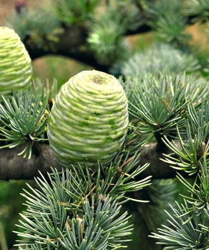 Cedr atlaski Cedr atlaski