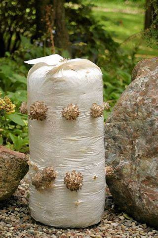 Balot zaszczepiony grzybnią. Balot zaszczepiony grzybnią.