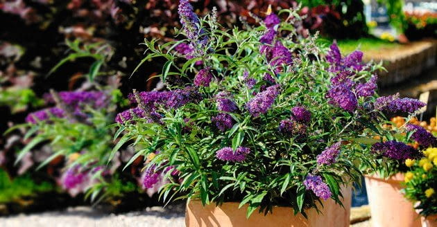 'Buzz Violet' jest miniaturką sadzoną w pojemnikach. Podobna do niej odmiana ?Buzz Sky Blue? ma błękitne kwiaty. 'Buzz Violet' jest miniaturką sadzoną w pojemnikach. Podobna do niej odmiana ?Buzz Sky Blue? ma błękitne kwiaty.