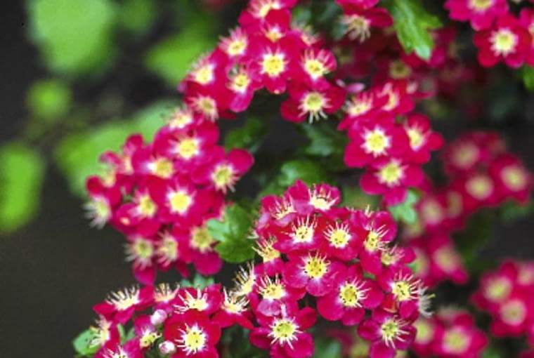 Odmiana 'Crimson Cloud' wyróżnia się bardzo ciemnymi, purpurowymi kwiatami z żółtymi środkami Odmiana 'Crimson Cloud' wyróżnia się bardzo ciemnymi, purpurowymi kwiatami z żółtymi środkami