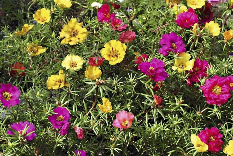 Kwiaty na wietrzny balkon. Portulakę wielkokwiatową można wysiać lub kupić jej rozsadę. Kwitnie aż do jesieni