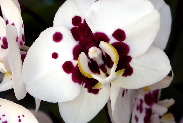 Falenopsis - odmiana 'Taiwan Glory'