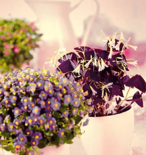 25.08.2009 ARANZACJA KWIATOW KWIETNIK STYLIZACJA JOANNA WOYDA FOT. AGATA JAKUBOWSKA / AGENCJA GAZETA