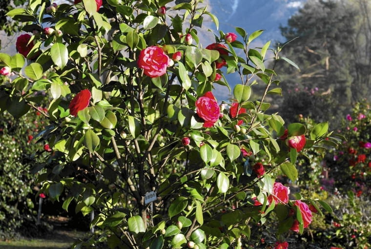 Camellia Park- Locarno, Switzerland SLOWA KLUCZOWE: Camellia Park camellias japanese camellia japan rose Locarno Switzerland garden alps shrubs small trees flowers closeup