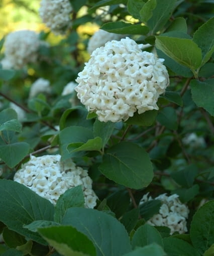 Kalina angielska (Viburnum ×carlcephalum). Kalina angielska (Viburnum ×carlcephalum).