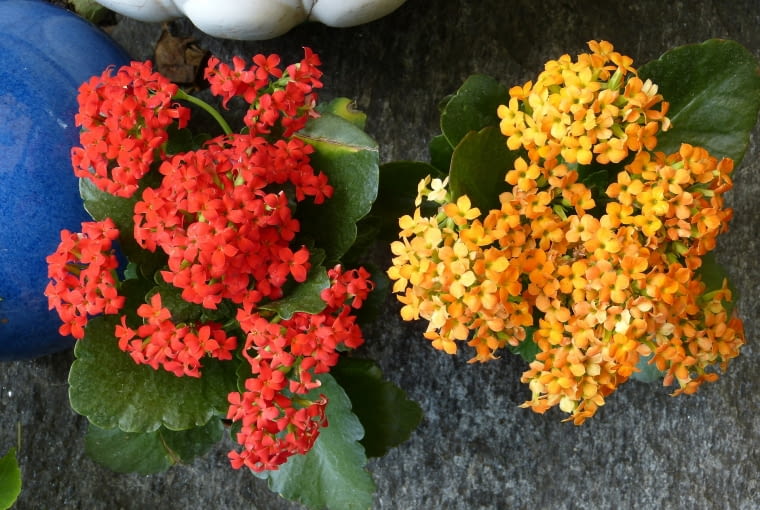 Kalanchoe