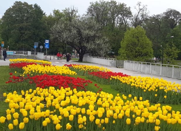 Kwietnik w kolorach Warszawy Kwietnik w kolorach Warszawy