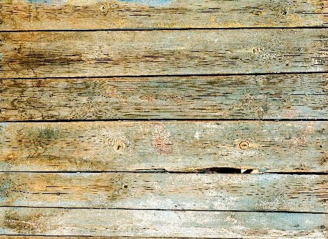 Powierzchniowe przebarwienie drewna - sinizna Powierzchniowe przebarwienie drewna - sinizna