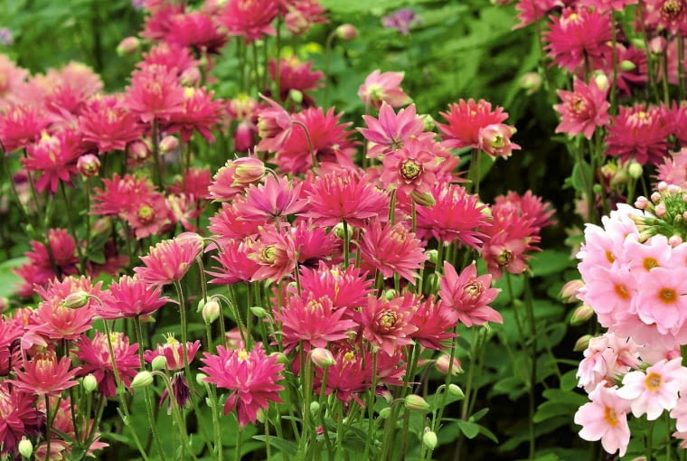 Orlik zwyczajny 'Ruby Port' to jedna z efektownych odmian należących do formy gwiaździstej tego gatunku. Orlik zwyczajny 'Ruby Port' to jedna z efektownych odmian należących do formy gwiaździstej tego gatunku.