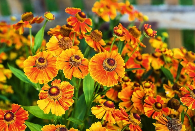 dzielżan (Helenium) dzielżan (Helenium)