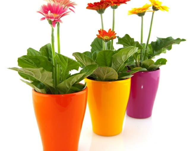 Gerbery w różnokolorowych doniczkach ozdobią każde wnętrze Gerbery w pięknych kolorowych doniczkach ozdobią każde wnętrze