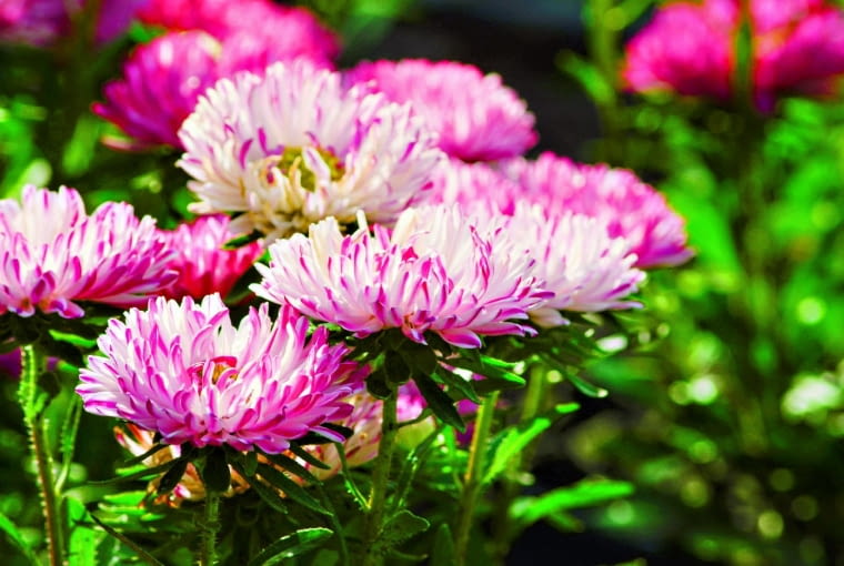 Odmiana peoniowa 'Princess Pink' Odmiana peoniowa 'Princess Pink'