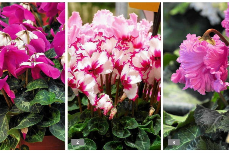 Cyklameny z grupy Midi Midi