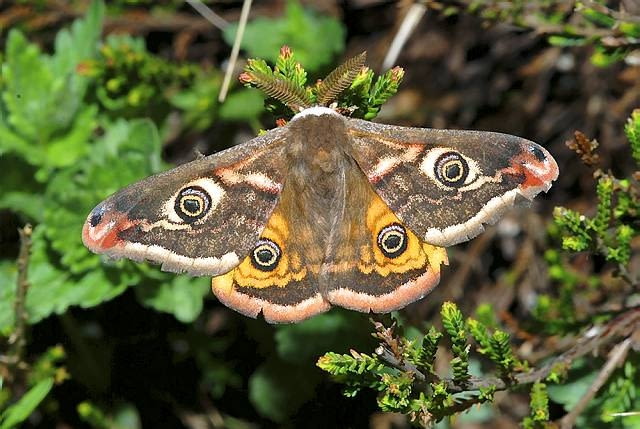 Ćmy. Samiec pawicy grabówki poszukuje samic w ciągu dnia, patrolując teren szybkim 'zakręconym' lotem. Często odwiedza wrzosowiska