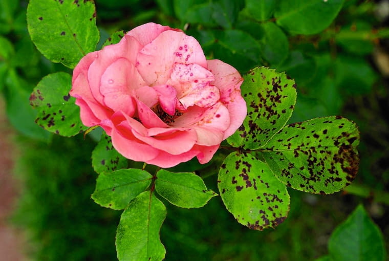 Mączniak rzekomy. Mączniak rzekomy.