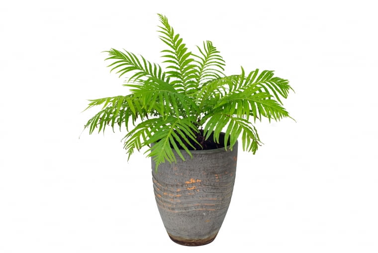 Blechnum x rasmijoti ‘The Royal Project’ Blechnum x rasmijoti ‘The Royal Project’